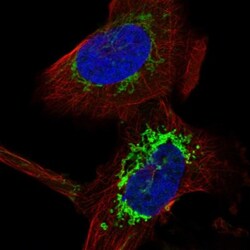 COA6 Antibody, Novus Biologicals 0.1mL; Unlabeled:Antibodies, Polyclonal